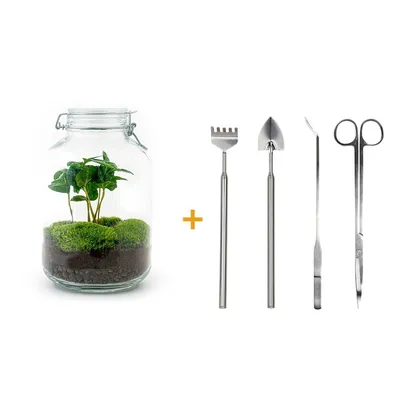 Immagine prodotto di Terrario fai da te - Vaso - Coffea Arabica - ↕ 28 Cm