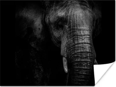 Produktbild von MuchoWow® Poster Elefant - Tier - Porträt 120x90 cm - Wandbild