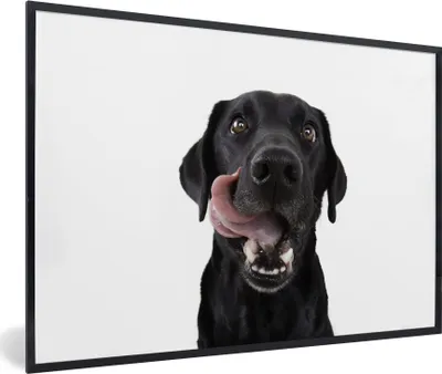 Produktbild von MuchoWow® MuchoWow® Gerahmtes Poster Hund - Schwarz - Lecken 30x20 cm - Poster mit zchwarzem Bilderrahmen - Kunstdruck - Bild-Poster