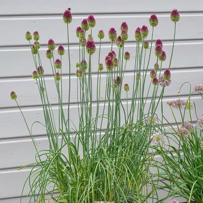Produktbild von 12 Pflanzen Kugellauch, Allium sphaerocephalon, P9 Topf