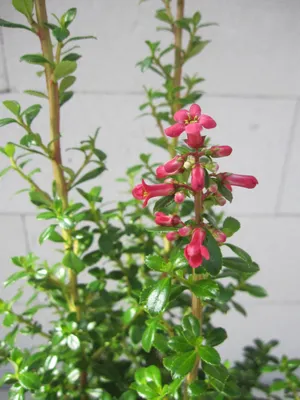 Produktbild von Escallonia Red Tower - Andenstrauch Red Tower - 40-60cm
