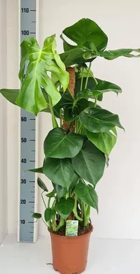 Produktbild von Monstera deliciosa – Fensterblatt Zimmerpflanze mit Moos-Stock – Tropische Kletterpflanze für Innenräume – Großblättrige Grünpflanze für Wohnzimmer & Büro