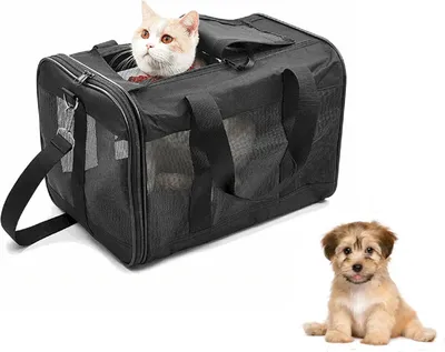 A cat in a carrier and a puppy sitting next to it, on a white background.