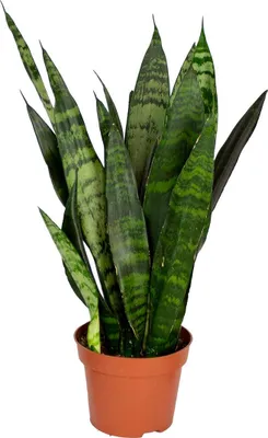 Image de Bloomique - Sansevieria Black Coral - Langue de belle-mère - Plantes d’intérieur - Dépolluante - Très facile à entretenir - Hauteur 20-30 cm - Pot 12 cm