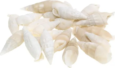 Produktbild von Deko Schnecken Weiß Natur, maritime Muschel-Deko 2-5cm 1kg