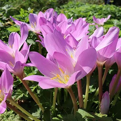 Zdjęcie produktu dla Zimowit Jesienny Colchicum Tenorii 1 szt. Cebulki Cebule Kwiatowe