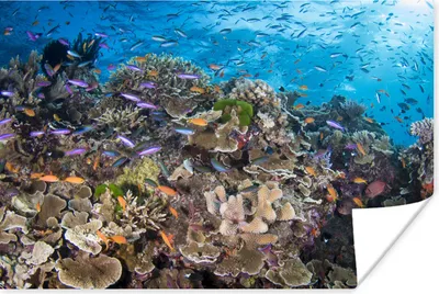 Produktbild von MuchoWow® Poster Maritimes Leben am Great Barrier Reef 180x120 cm - Fotoplakat