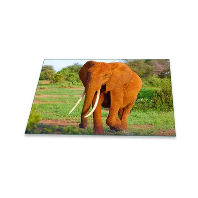 Produktbild von Herdabdeckplatte Glaskeramik 1 Teilig 80x52 Elefant Braun Abdeckung Glas Spritzschutz