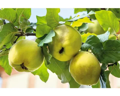 Obrázek produktu pro Kdouloň jablkovitáFloraSelfMalus Domquitte 'Leskovac' 120-150 cm květináč 7,5 l