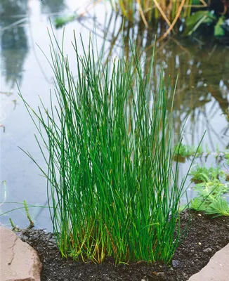 Produktbild von Eleocharis palustris, Sumpfbinsen, ca. 9x9 cm Topf