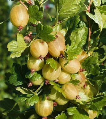 Produktbild von Hinnonmäki Stachelbeere Busch Fuß- oder Hochstamm rot gelb grün, Farbe:gelb, Beeren Pflanzenform:Buschform