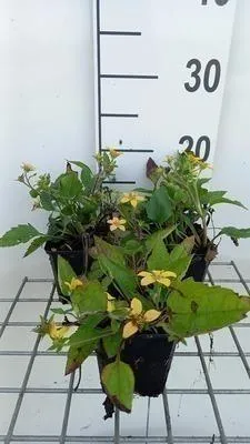 Obrázok produktu pre 6 x Chrysogonum virginianum - Chryzantéma - kvetináč 9 x 9 cm