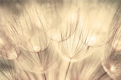 Produktbild von Fototapete Blumen - Vliestapete - Bildtapete UV-beständig Pusteblume gelb Motiv Wandtapete geruchsfrei