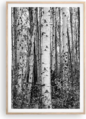 Produktbild von Gerahmtes Poster - Rahmen in heller Eiche - Birken Wald Monochrom - 70x100 cm - Wand Bild - Wanddeko - Wandbilder - Kunstposter - Wandposter - Bilderrahmen - Bilder - Kunstdruck - P2NPA70x100-4643