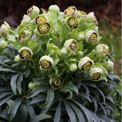 Obrázok produktu pre 6 kusov rastliny Stinkend nieskruid (Helleborus foetidus) | Kvetináč 9 cm x 9 cm