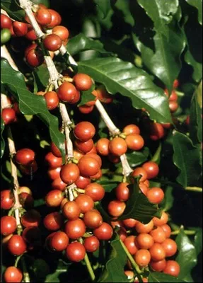 Produktbild von Tropica Zwergkaffee-Strauch