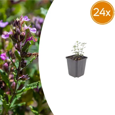 Produktbild von Teucrium lucidrys | 24 Stück - 10-25cm - Ø9cm - Gartenpflanze
