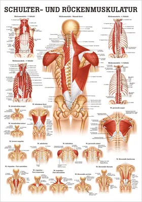 Produktbild von Schulter- und Rückenmuskulatur Mini-Poster Anatomie 34x24 cm med. Lehrmittel
