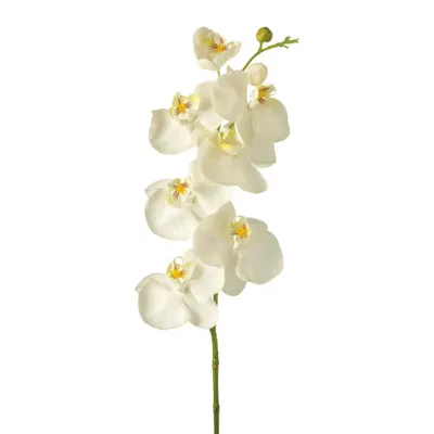 Produktbild von Phalaenopsis 85 weiß Fiore