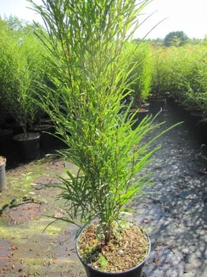Produktbild von Säulen-Faulbaum Fine Line ® - Farnblättriges Pulverholz - Rhamnus frangula - 60-80cm