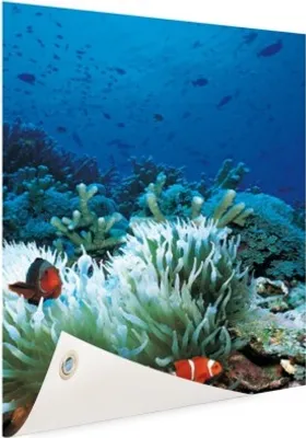 Produktbild von Gartenposter - 40x60 cm - Unterwasserwelt mit Clownfischen  - Modernes Wandbilder