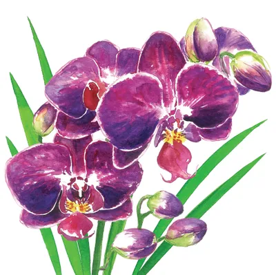 Produktbild von Servietten 33x33 cm - Orchidea Napkin