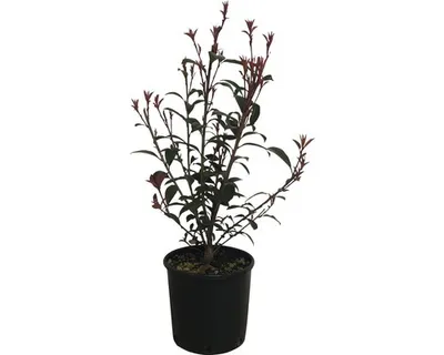 Obrázek produktu pro Blýskalka FloraSelf Photinia fraseri 'Robusta Compacta' výška 50-70 cm květináč 5 l