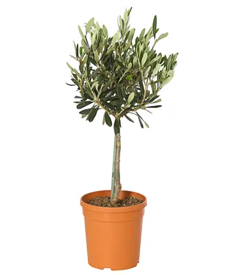 Produktbild von Dehner Oliven-Stämmchen, silbrig-grüne Blätter, ca. 30-40 cm, ca. 1.5 l Topf, Ziergehölz