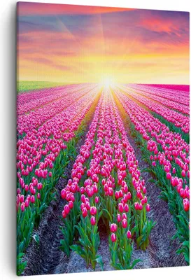 Produktbild von Bild auf Leinwand - Leinwandbild - Einteilig - Wiese Tulpen Sonnenuntergang Frühling - 50x70cm - Wand Bild - Wandbilder - Leinwanddruck - Wanddekoration - Leinwand bilder - Wandbild - PA50x70-2841
