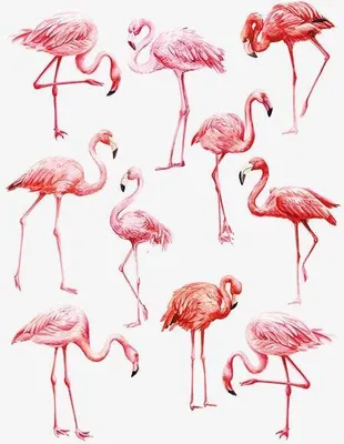 Produktbild von Kindertattoo Flamingo
