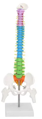 Productafbeelding van Wervelkolommodel extreem flexibel - Anatomisch Model - Menselijke Wervelkolom - Bekkenfemur - 45 cm - Levensgrootte