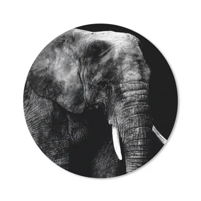 Produktbild von MuchoWow® Mauspad Mousepad Elefant - Zähne - Schwarz - Weiß 30x30 cm - Mousepads - Maus Mat - Pad - Mausunterlage - Tischunterlage - Schreibtischmatten