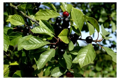 Produktbild von Echter Faulbaum Rhamnus frangula Pflanze 70-80 cm