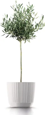 Image de Květináč RYFO ECO WOOD 19,5 cm - barva: bílá ECO
