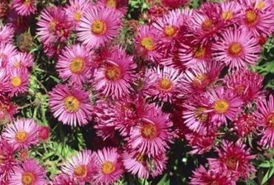 Immagine prodotto di 6 x Aster n.-a. 'Andenken An A. Pötschke' - Astro autunnale - vaso 9 x 9 cm