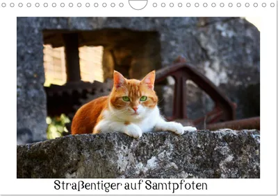 Produktbild von Straßentiger auf Samtpfoten (Wandkalender 2027 DIN A4 quer), CALVENDO Monatskalender