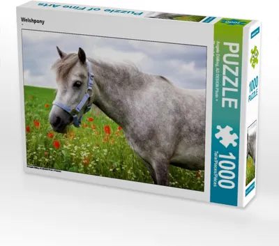 Produktbild von Calvendo Welshpony 1000 Teile Puzzle quer 640x480mm, Dölling Angela; 7335850
