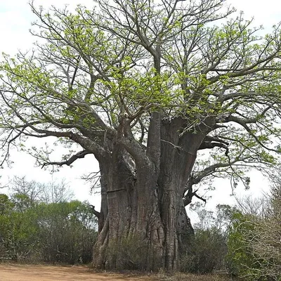 Produktbild von Afrikanischer Affenbrotbaum (Adansonia digitata)  - 5 Samen