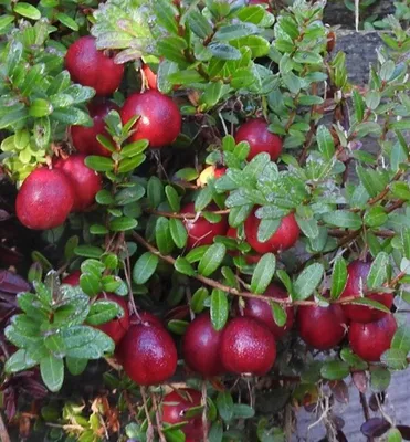 Produktbild von Großfrüchtiger Moosbeerstrauch ´HOWES´ 20-30 cm, Cont. 1 l