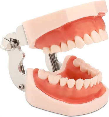 Immagine prodotto di Modello di mascella con denti rimovibili Faruijie Dental Typodont e gengive morbide, per l'apprendimento degli studenti