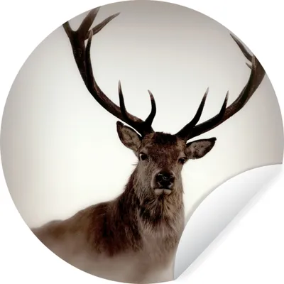 Produktbild von MuchoWow® Runde Wandtattoo - Wandsticker Tapete Aufkleber Porträt - Hirsch - Geweih Ø 100 cm Selbstklebend und Repositionierbar - Wandaufkleber - Kreis - Tapetenkreis - Wandbild rund - Schlafzimmerdekoration - Wanddeko - runde Tapete - Kunst für zu Hause
