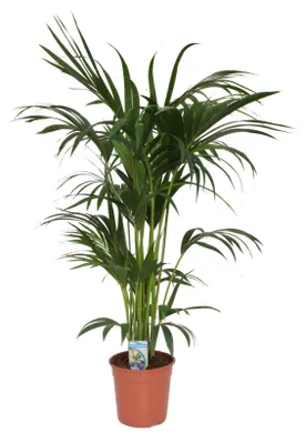 Immagine prodotto di Palma Kentia 140-160 cm Howea forsteriana