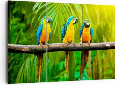Produktbild von Bild auf Leinwand - Leinwandbild - Papageien Collorful Natur Vögel - 165x110cm - Wand Bild - Wanddeko - Leinwanddruck - Bilder - Kunstdruck - Leinwand bilder - Wandkunst - CE165x110-2696