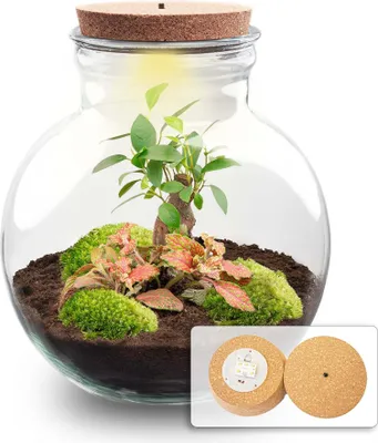 Obrázek produktu pro Zahrada v láhvi Teddy – bonsai – Ø 25 cm ↕ 26,5 cm – rostlinné terárium s LED osvětlením – korek – stavebnice pro vlastní sestavení s bonsají Ficus Ginseng, Fittonií a mechem