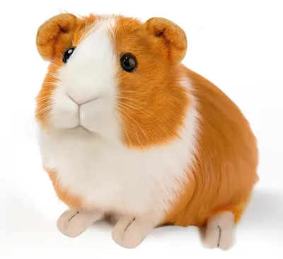 Produktbild von Meerschweinchen Kuscheltier Braun 1 Stück