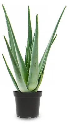 Productafbeelding van JUNAVERA Aloe Vera | In 12 cm pot