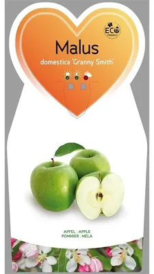 Zdjęcie produktu dla Malus domestica 'Granny Smith' ok. 120 cm - Jabłoń zimowa 'Granny Smith' - Jabłoń