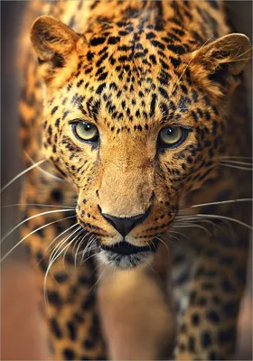 Produktbild von Wallario selbstklebendes Poster - Leopard in Nahaufnahme beim Laufen, Größe: 70 x 100 cm