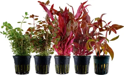 Produktbild von 'Buntes' Set mit 5 Topf Pflanzen Aquariumpflanzen Set 224 Wasserpflanzen AquaOne