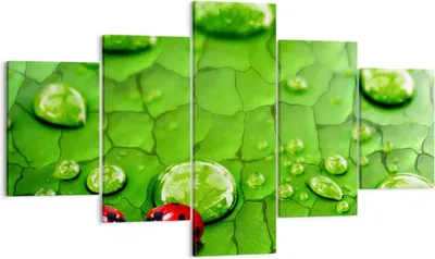 Produktbild von Bild auf Leinwand - Leinwandbild - Marienkäfer Gras Blatt Tropfen - 125x70cm - Wand Bild - Wanddeko - Leinwanddruck - Bilder - Kunstdruck - Wanddekoration - Leinwand bilder - Wandkunst - EA125x70-2363